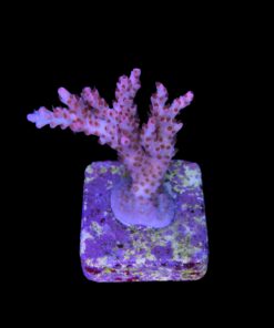 Alternative view of Maleficent M