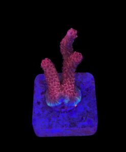 Millepora Bubble Gum M