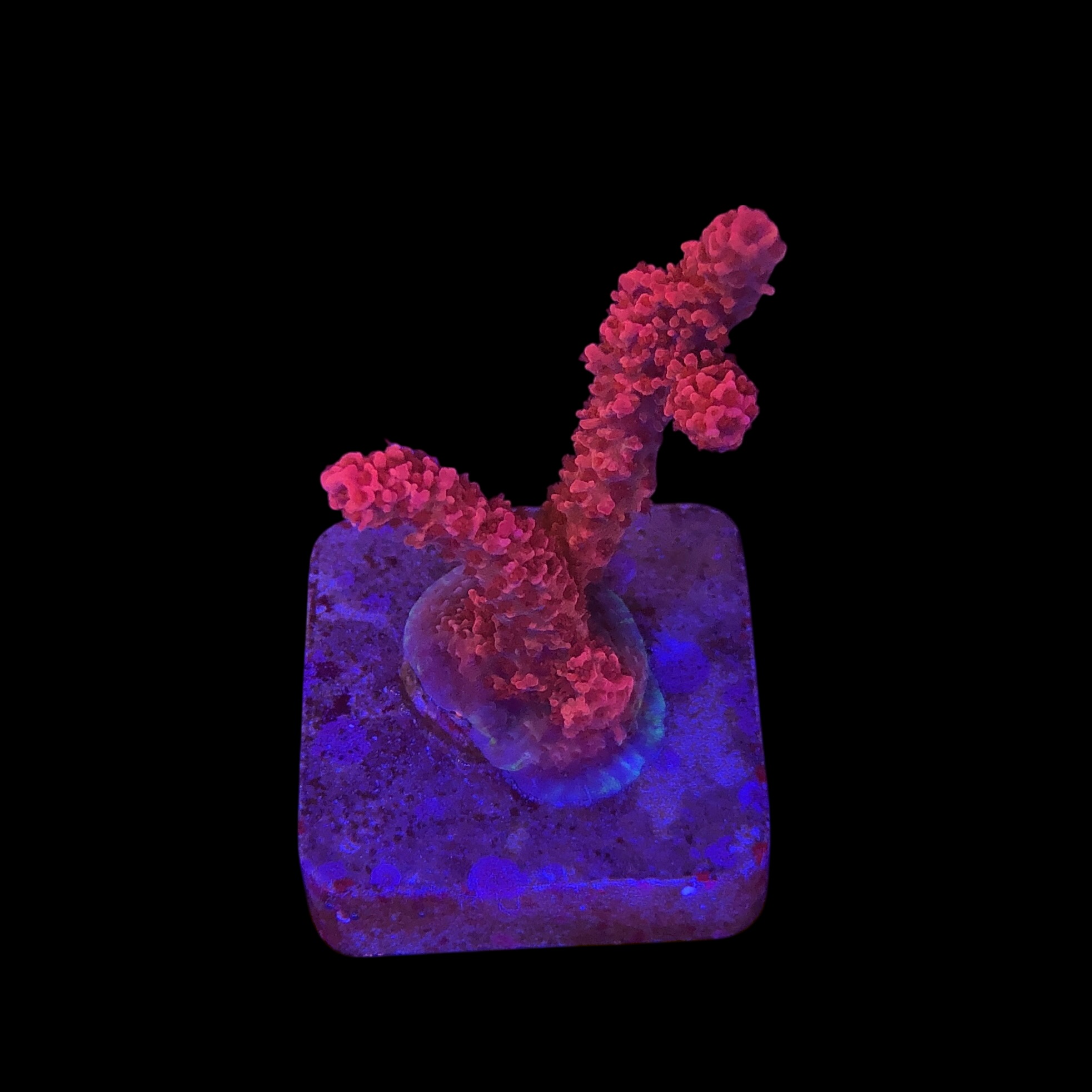 Millepora Bubble Gum M