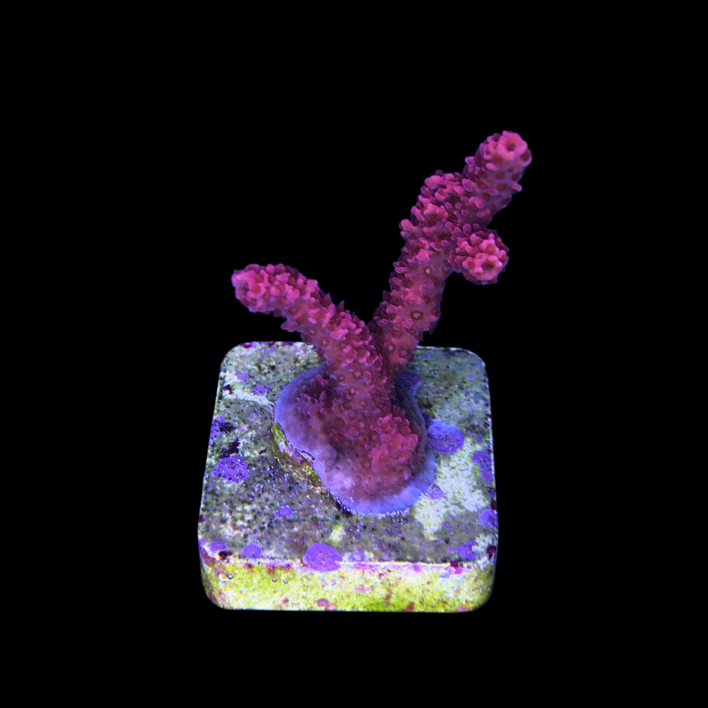 Millepora Bubble Gum M - Imagem 2