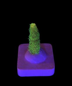 Millepora Eletric Green P