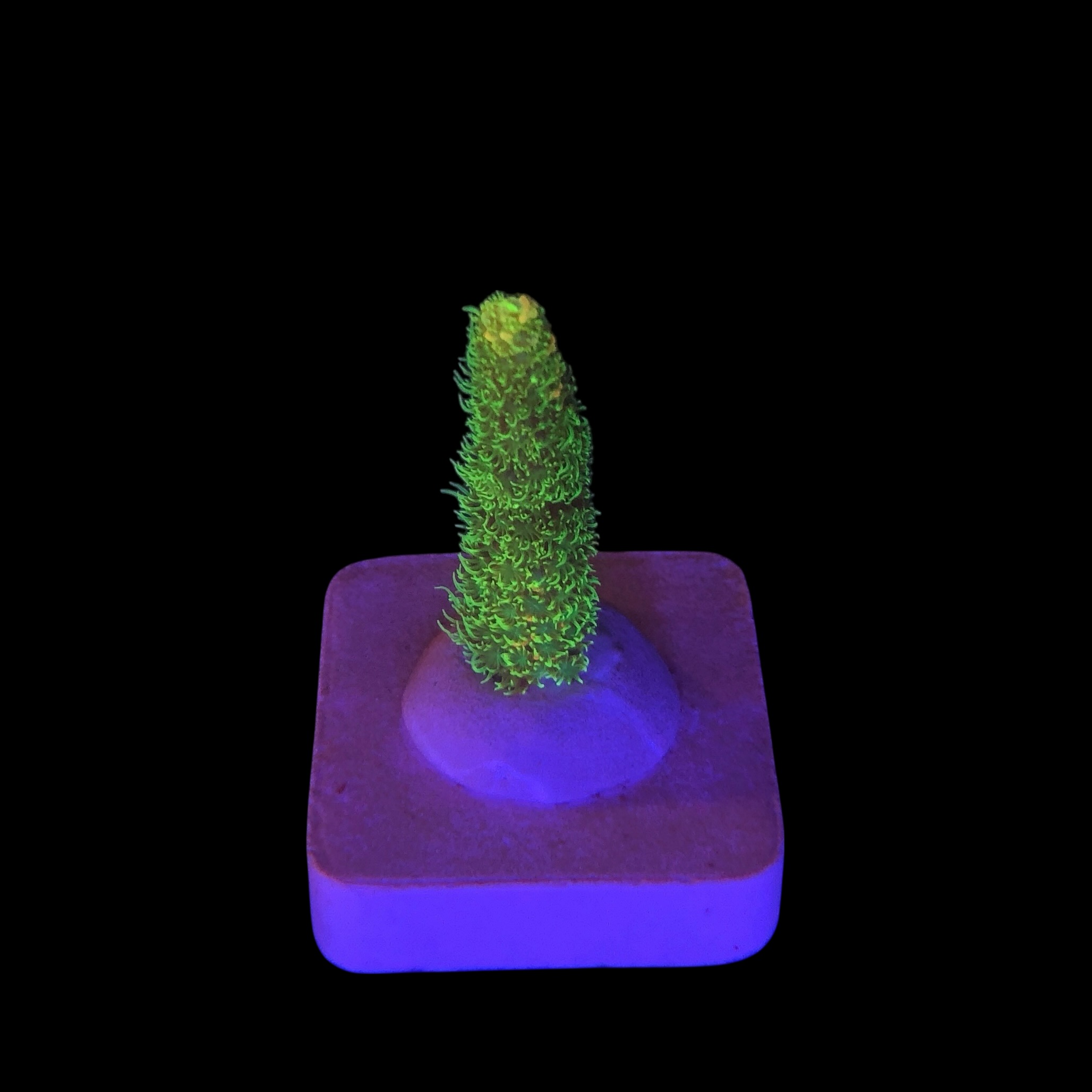 Millepora Eletric Green P