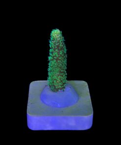 Alternative view of Millepora Eletric Green P