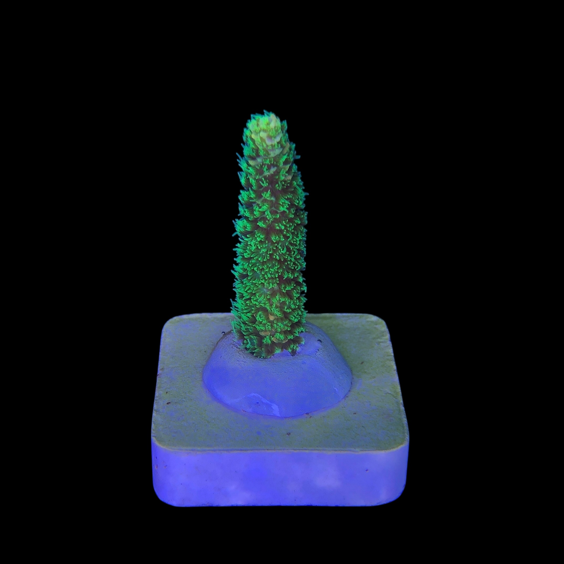 Millepora Eletric Green P - Imagem 2