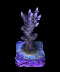 Alternative view of Millepora Magic G