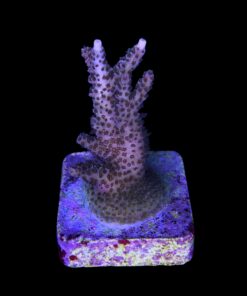 Alternative view of Millepora Magic M