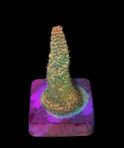 Millepora Orange Yellow Tips M