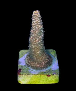 Alternative view of Millepora Orange Yellow Tips M