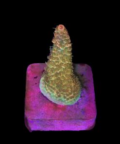 Millepora Orange Yellow Tips P