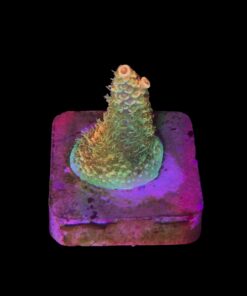 Millepora Orange Yellow Tips P