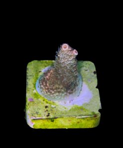 Alternative view of Millepora Orange Yellow Tips P