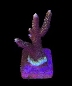 Millepora Tricolor G