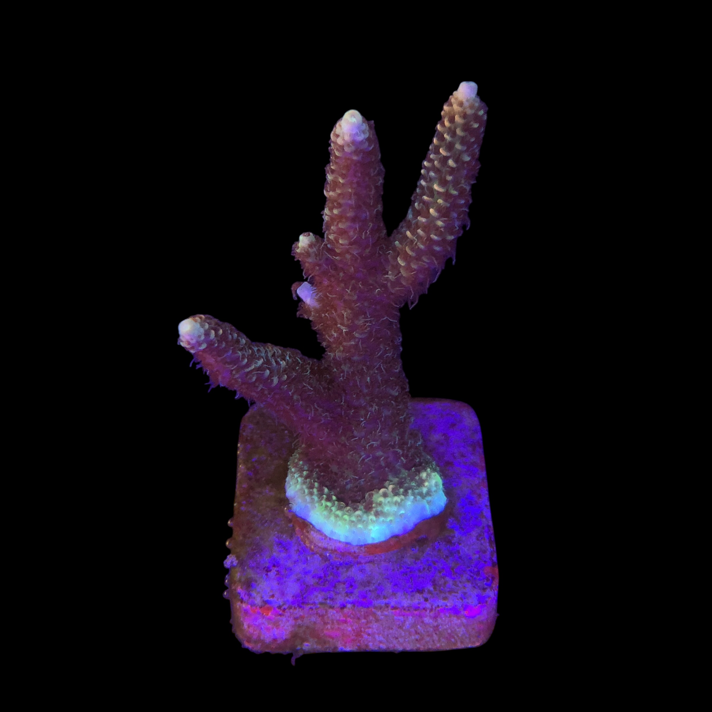 Millepora Tricolor G