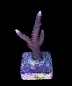 Alternative view of Millepora Tricolor G