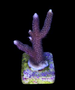 Alternative view of Millepora Tricolor G