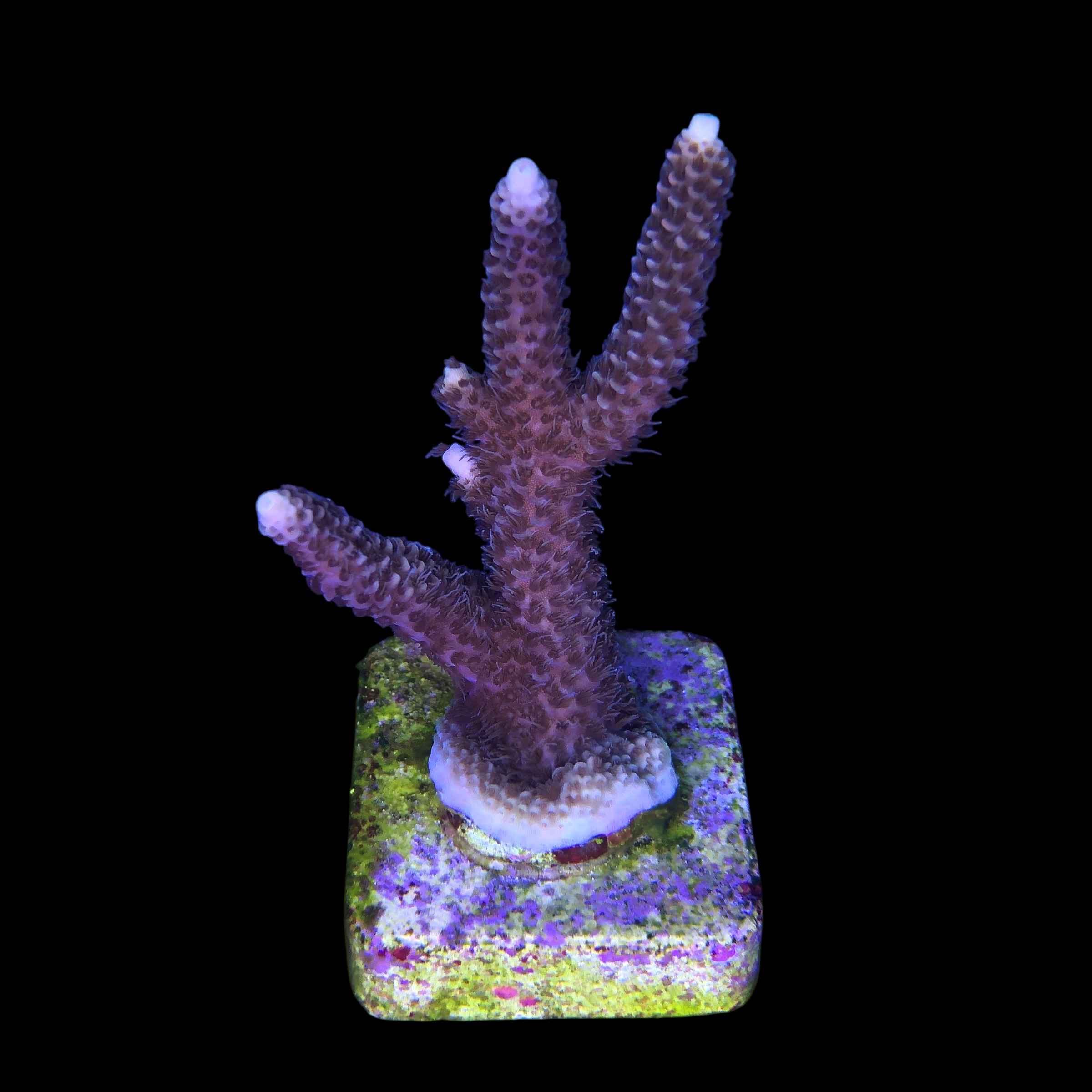 Millepora Tricolor G - Imagem 2