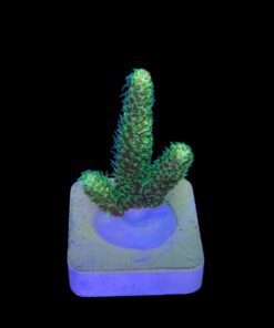 Alternative view of Millepora Eletric Green M