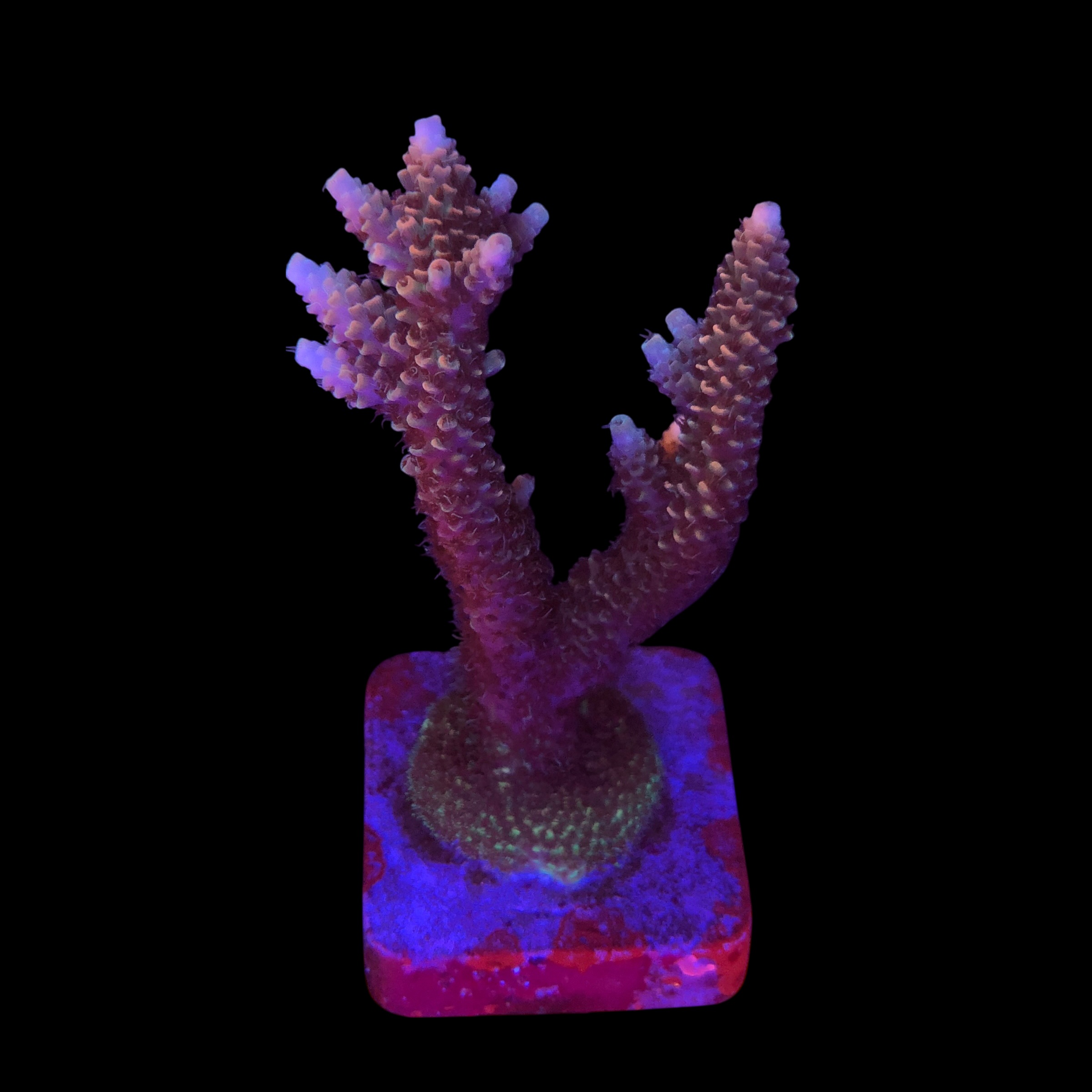 Millepora Tricolor G