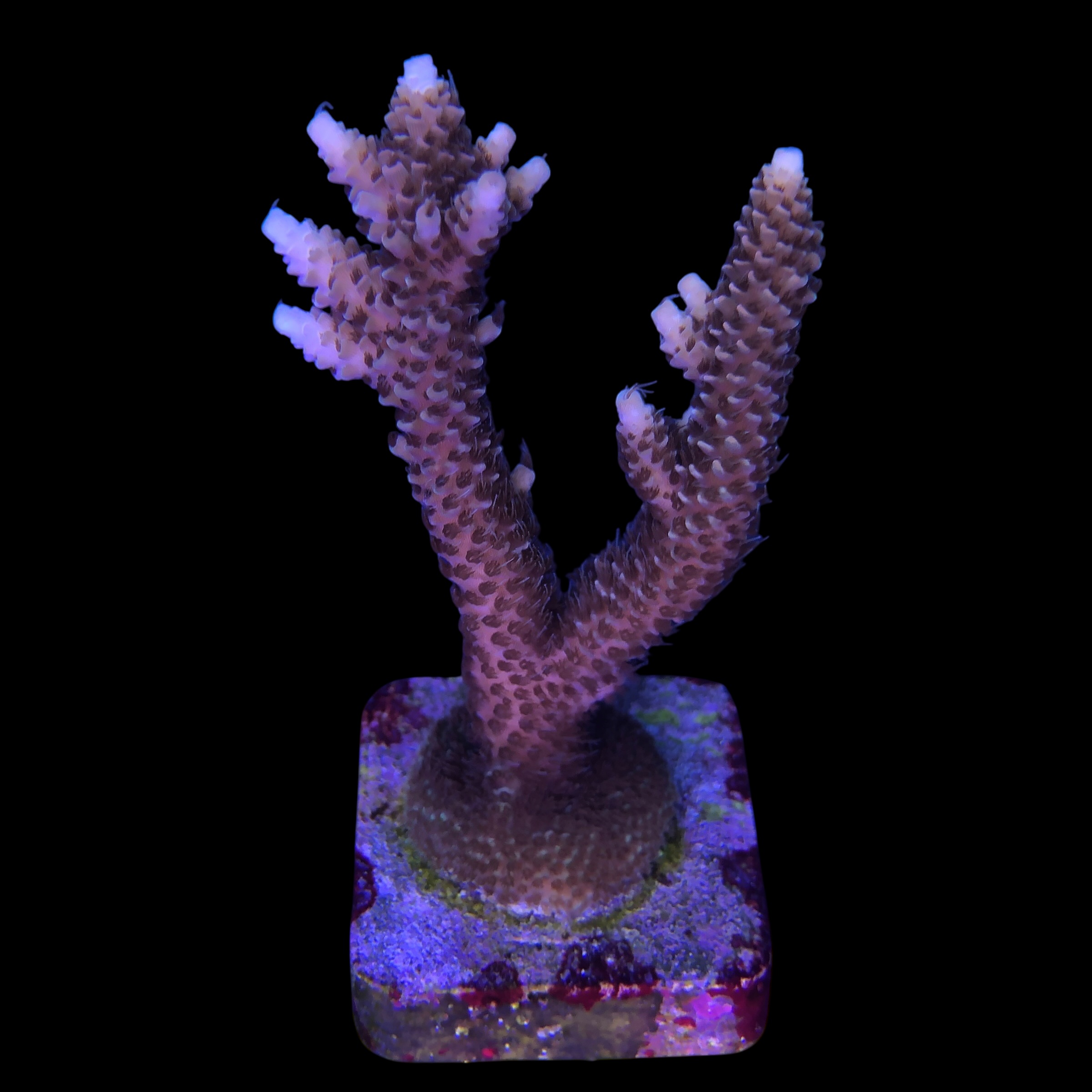 Millepora Tricolor G - Imagem 2