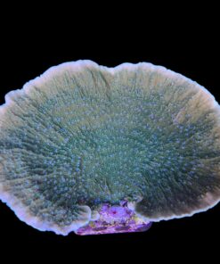 Alternative view of Montipora Capricornio Green Blue Polyps Mini Colônia