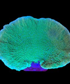 Montipora Capricornio Green Blue Polyps Mini Colônia