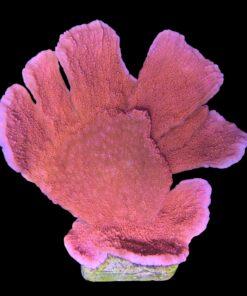 Montipora Capricórnio Laranja G