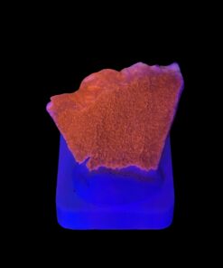 Montipora Capricórnio Laranja M