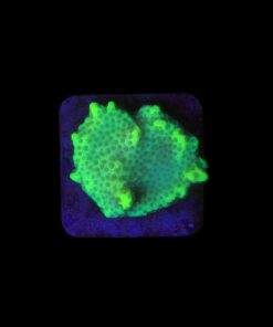 Montipora Confusa Lemon (Spongodes) M