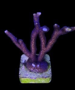 Montipora Digitada Blue German G