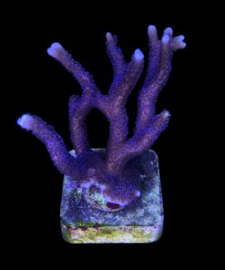 Montipora Digitada Blue German G