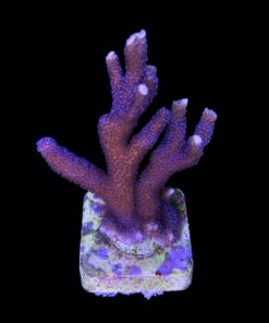 Montipora Digitada Blue German G