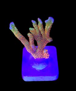 Montipora Forest Fire M