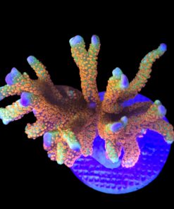 Montipora Forest Fire Mini Colônia