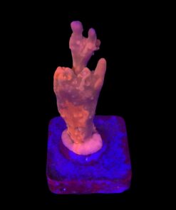 Montipora Setosa Grafted M