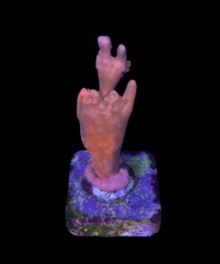 Alternative view of Montipora Setosa Grafted M