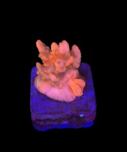 Montipora Setosa Grafted M