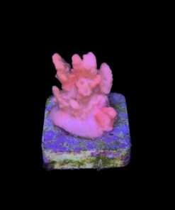 Alternative view of Montipora Setosa Grafted M