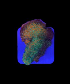 Montipora Sky on Fire M