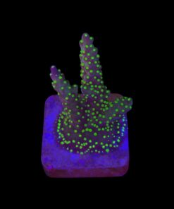 Nana Purple Neon Polyps M