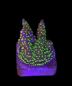 Nana Purple Neon Polyps M