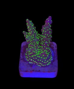 Nana Purple Neon Polyps M