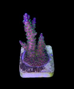 Alternative view of Nana Purple Neon Polyps M