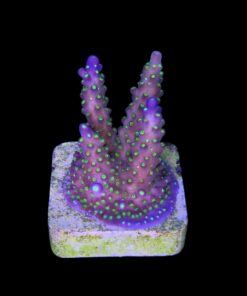 Alternative view of Nana Purple Neon Polyps M