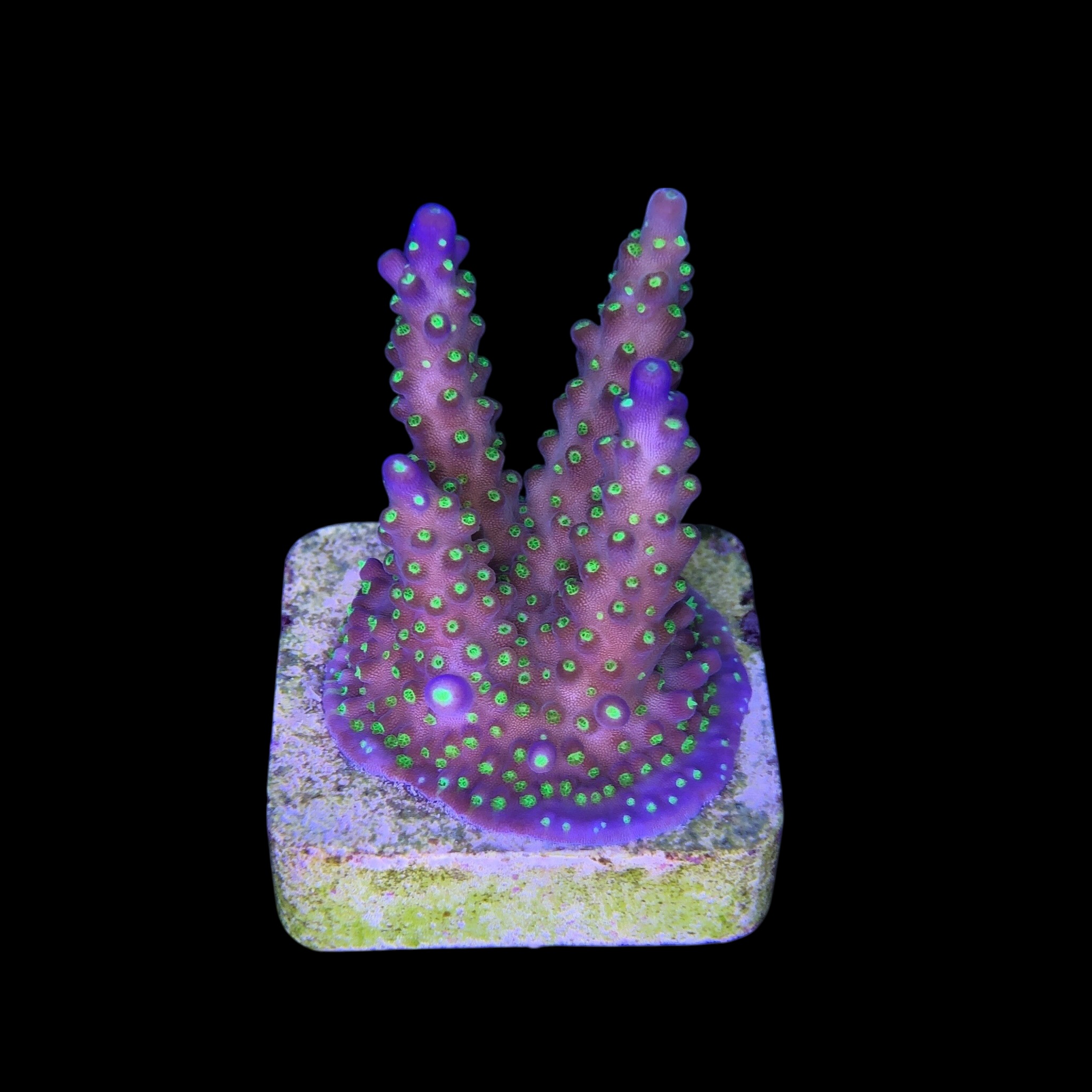 Nana Purple Neon Polyps M - Imagem 2