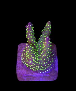 Nana Purple Neon Polyps M