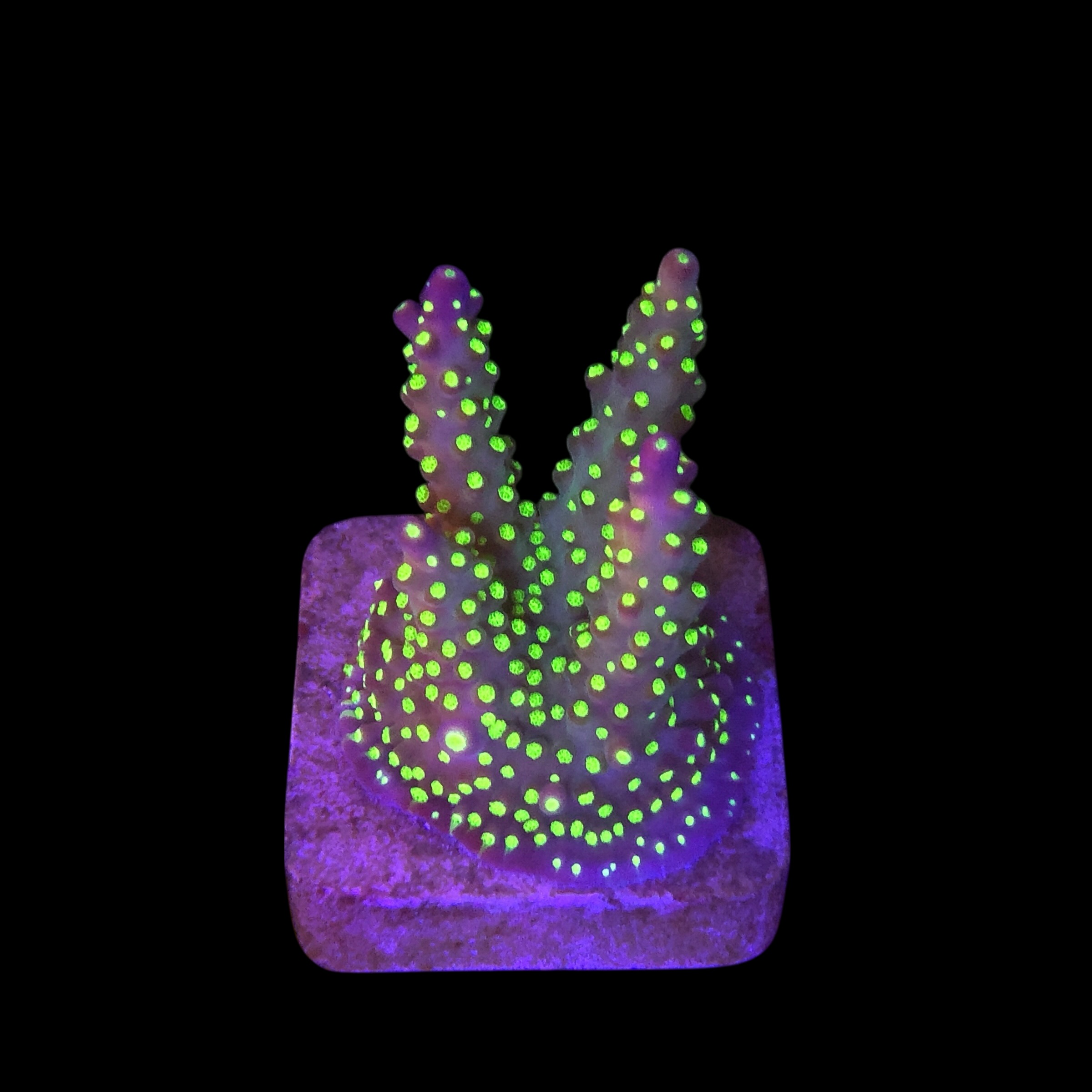 Nana Purple Neon Polyps M