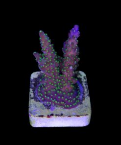 Alternative view of Nana Purple Neon Polyps M