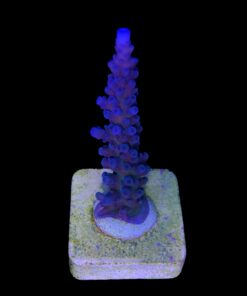 Alternative view of Ora Blue Green M