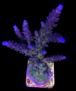 Ora Blue Green Mini Colônia