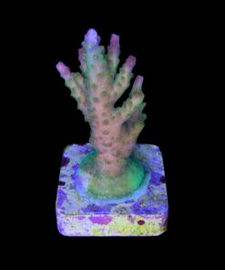 Alternative view of Paletta Pink Tips M